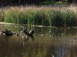 Ducks at play. (Torontonowhere)